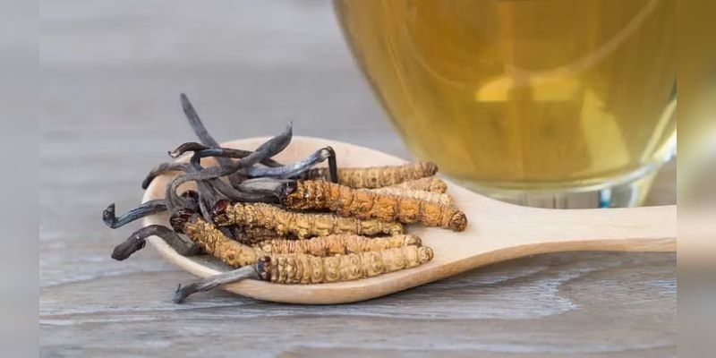 Himalayan Gold: कॉर्डिसेप्स फंगस... एक ऐसी जड़ी-बूटी जिसकी कीमत हीरे-सोने से भी ज्यादा है